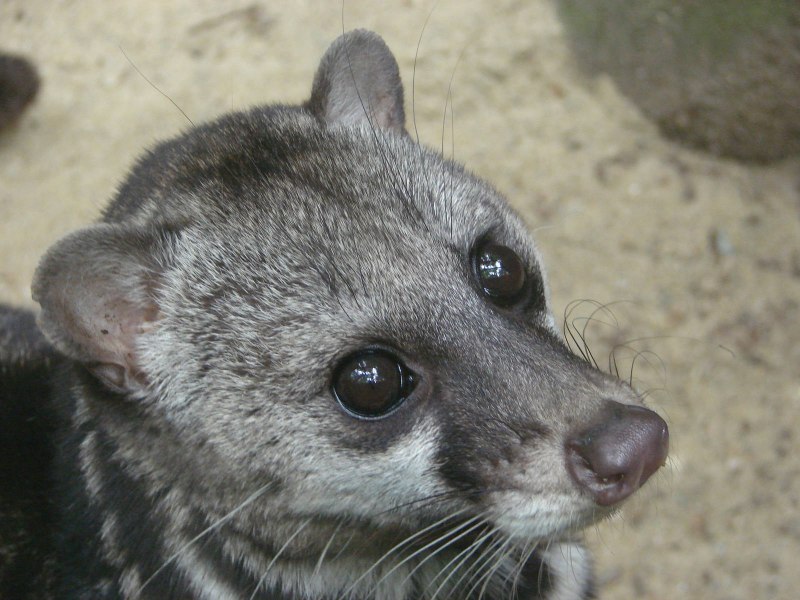 Chrotogale owstoni