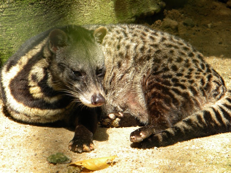 Генетта кошка
