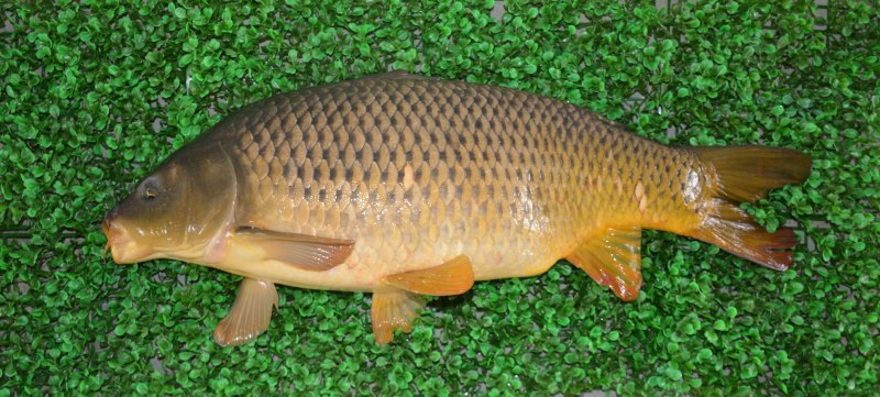 Cyprinus Carpio