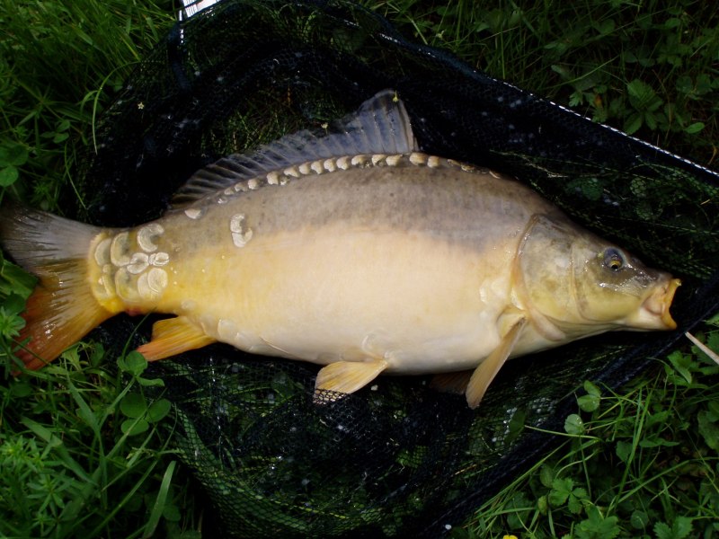 Сазан (Cyprinus Carpio)