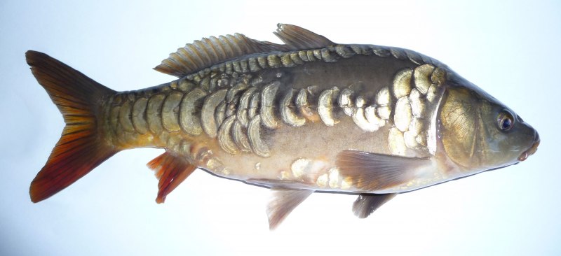 Сазан (= Карп обыкновенный) – Cyprinus Carpio