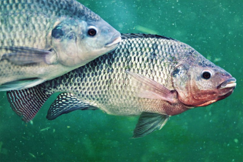 Карп обыкновенный – Cyprinus Carpio