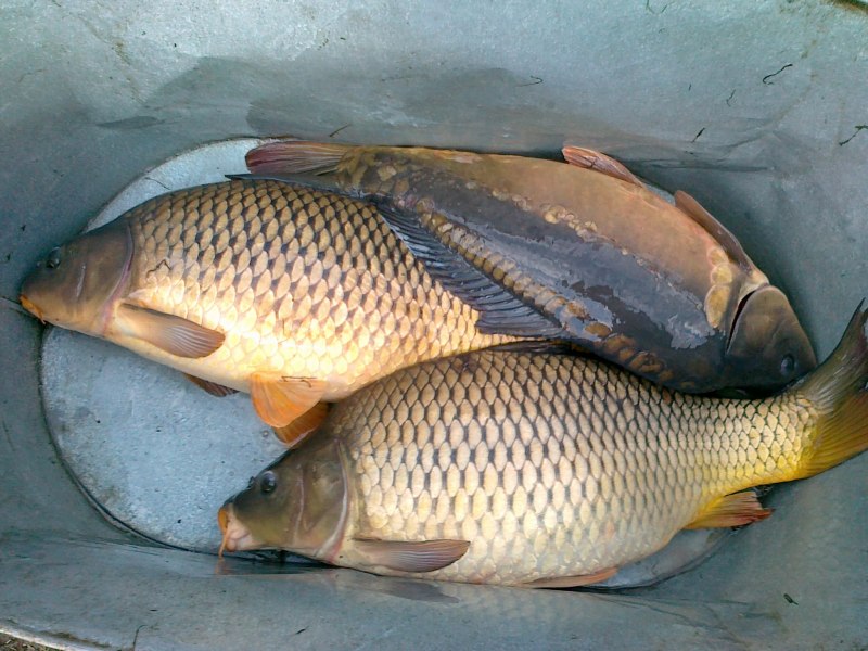 Ропшинский Карп