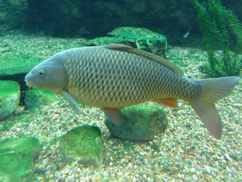 Сазан (Cyprinus Carpio)