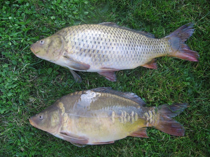 Карп обыкновенный – Cyprinus Carpio