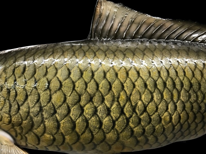 Карп (Cyprinus Carpio)