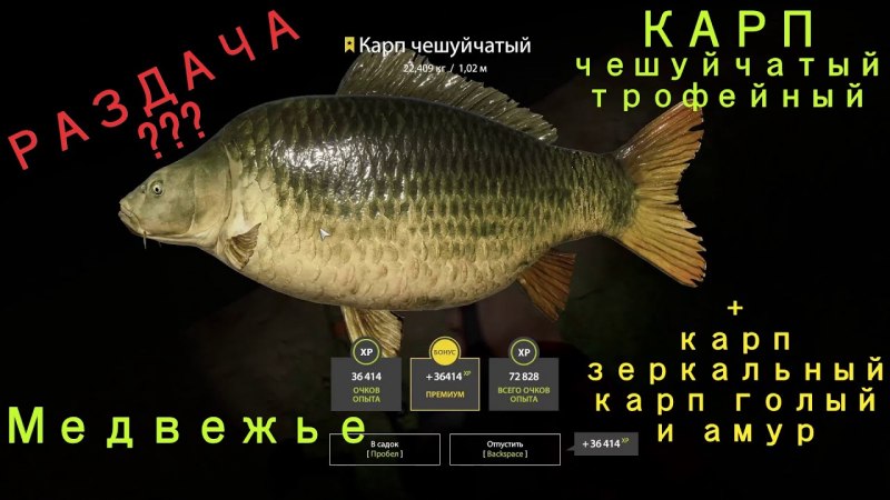 Карп толстолобик белый Амур
