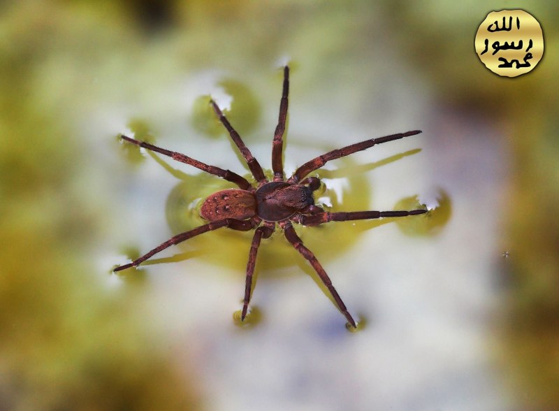 Водяной паук Argyroneta Aquatica