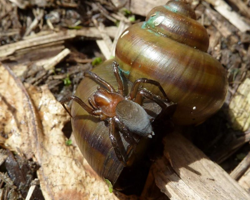 Водяной паук Argyroneta Aquatica гнездо