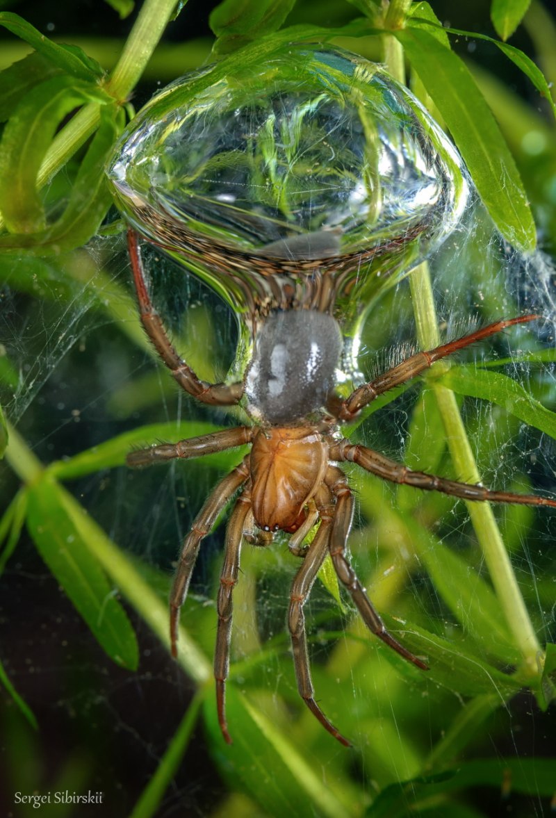 Dolomedes fimbriatus паук