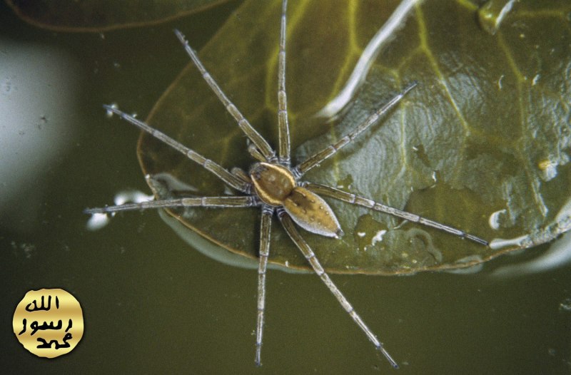 Dolomedes aquaticus паук