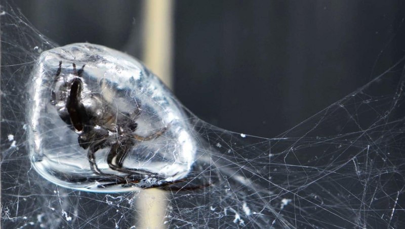 Водяной паук Argyroneta Aquatica