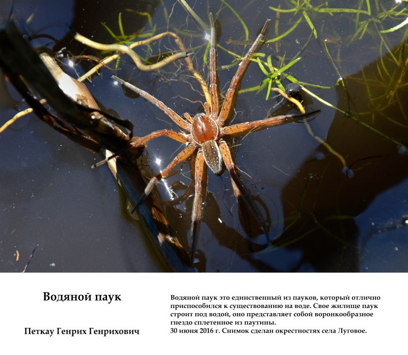 Жук Серебрянка