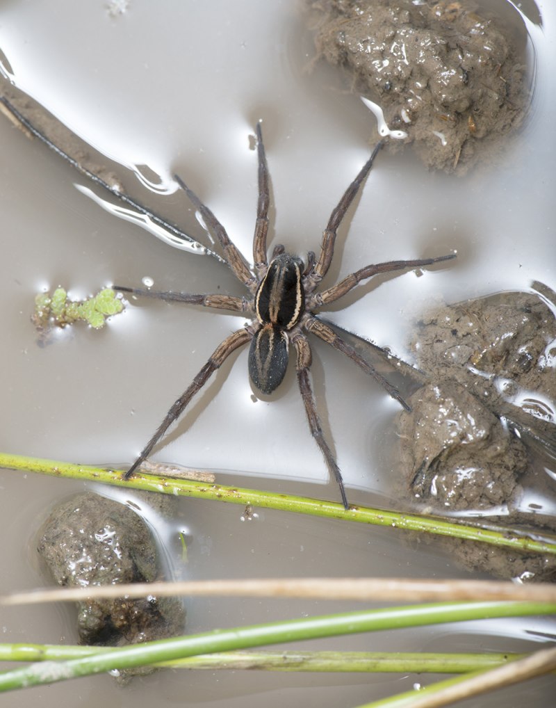 Dolomedes plantarius паук