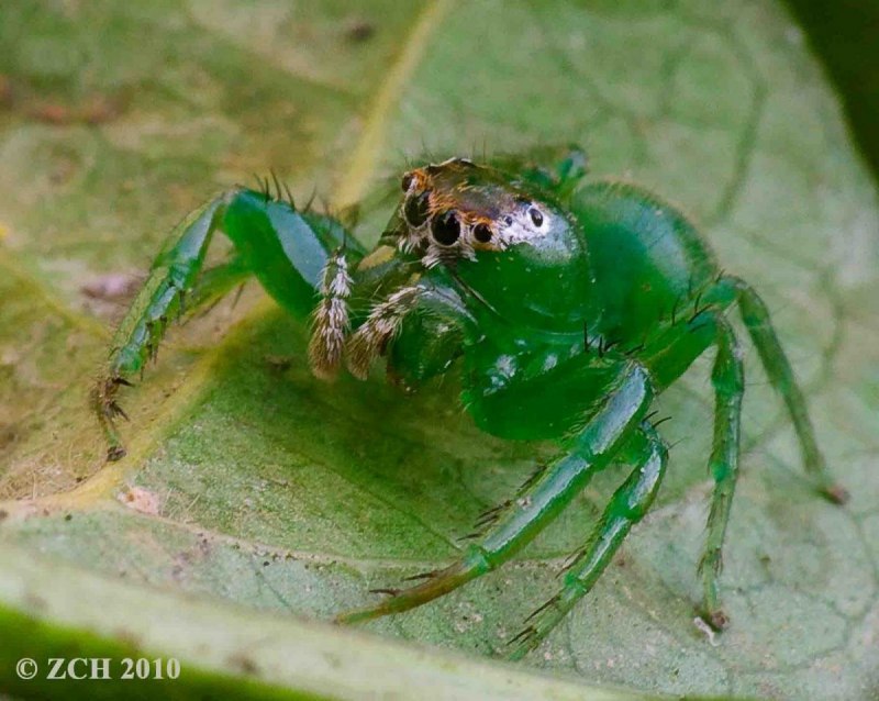 Dolomedes fimbriatus паук