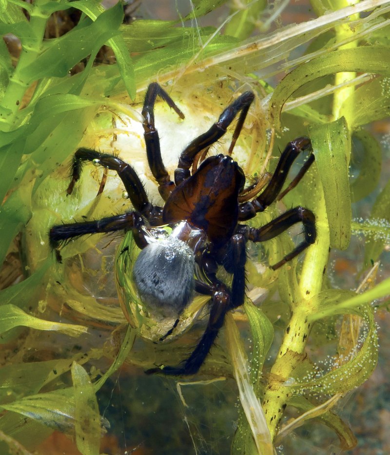 Dolomedes fimbriatus паук