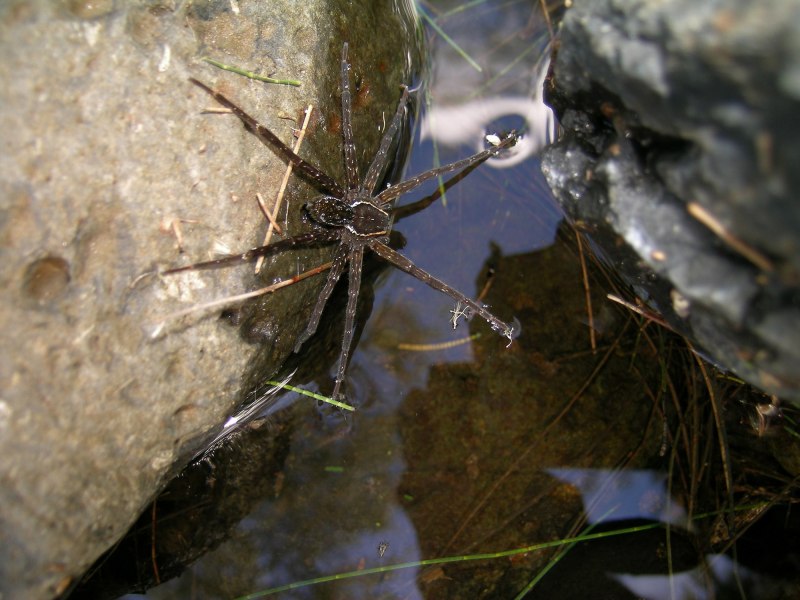 Dolomedes fimbriatus паук