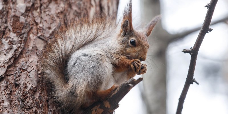 Red Squirrel Hologram