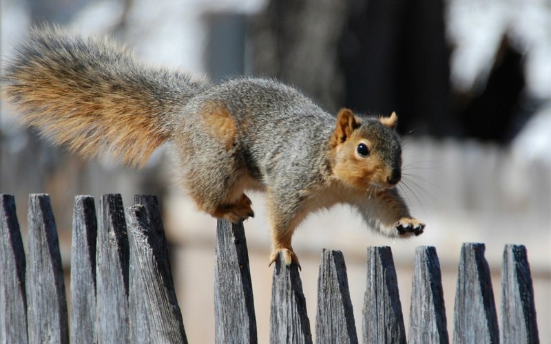 Белка Squirrel