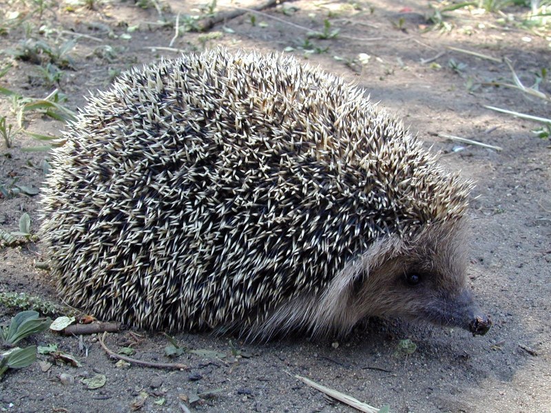 Даурский Ежик