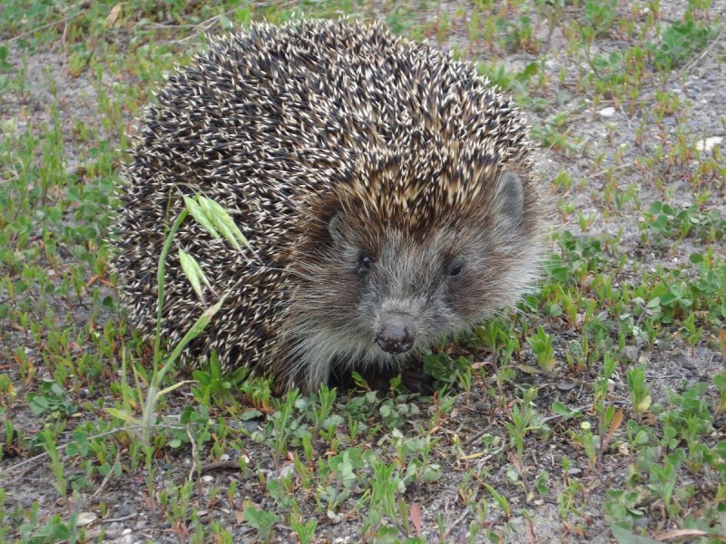 Ёж Даурский (Mesechinus dauuricus Sundeval, 1841)