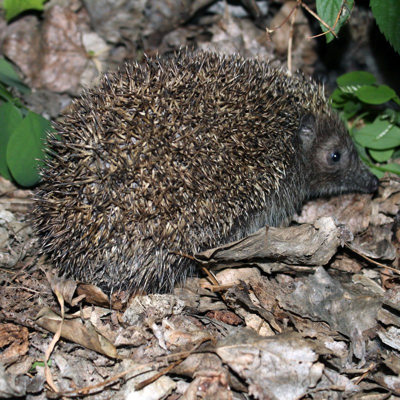Южный ёж(Erinaceus concolor)