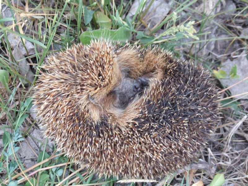 Erinaceus europaeus — обыкновенный ёж