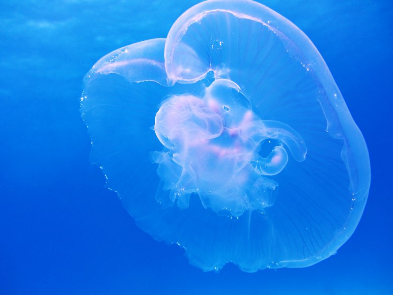 Медуза Луна в Красном море
