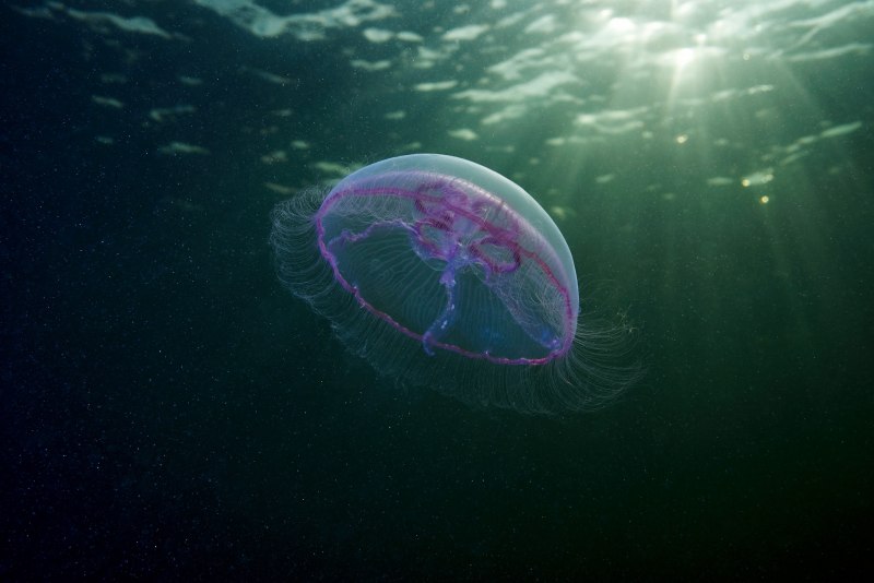 Scyphozoa (Сцифоидные)