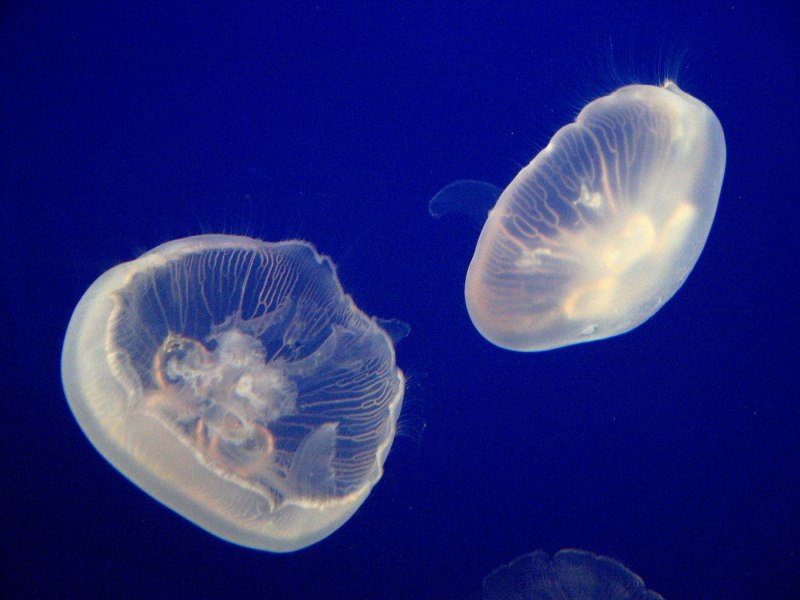 Аурелия 828