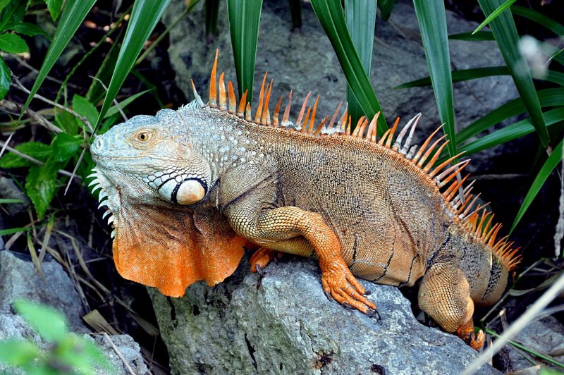 Зеленая игуана (Iguana Iguana)