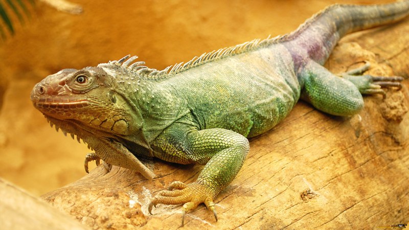 Зеленая игуана (Iguana Iguana)