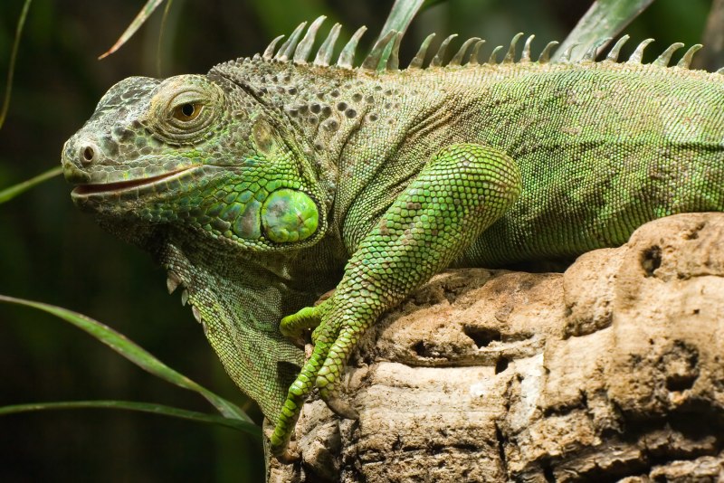 Игуана обыкновенная ( Iguana Iguana)