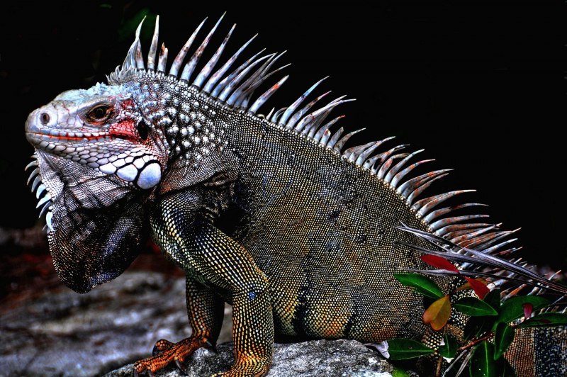 Игуана обыкновенная ( Iguana Iguana)