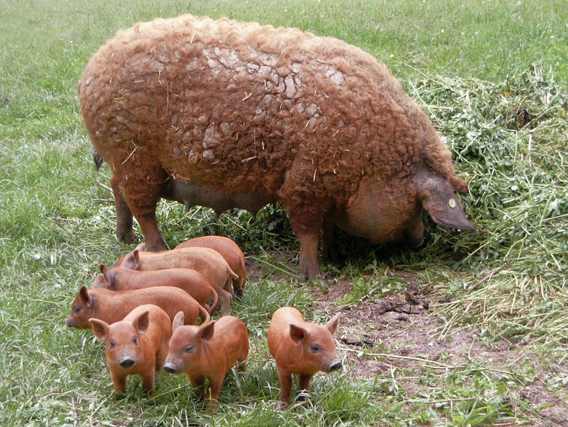 Венгерская мангалица
