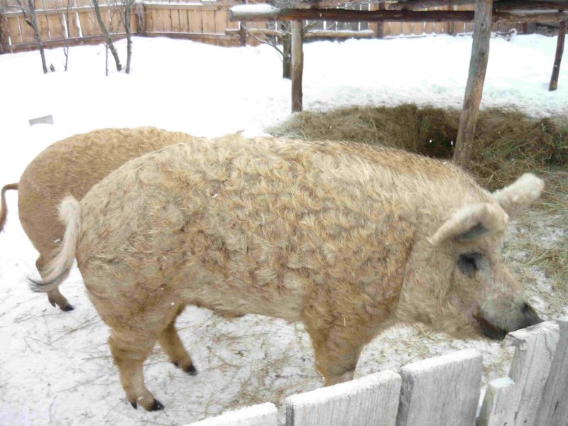 Кудрявые свиньи мангалица