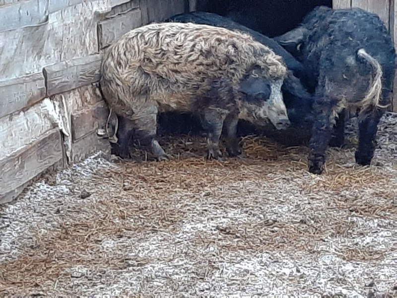 Свинья венгерская мангалица Ласточка