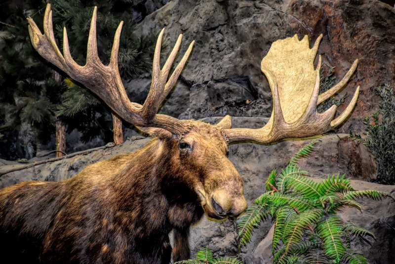 Благородный олень (Cervus elaphus)