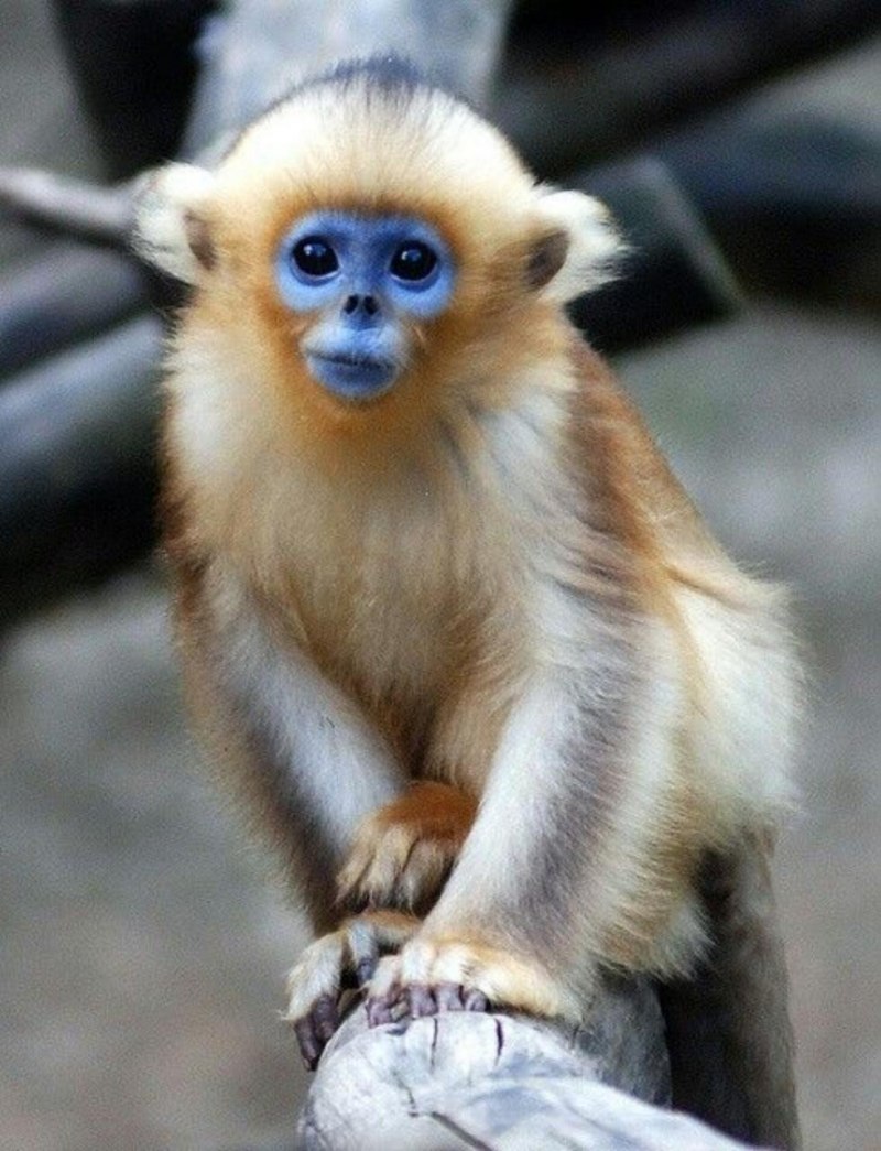 Cercopithecus MITIS