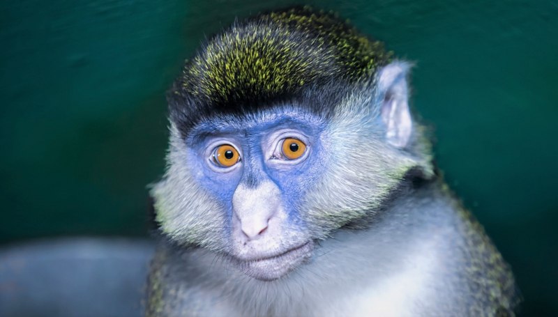 Голубая обезьяна (57 фото)