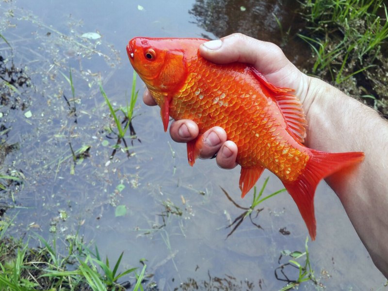 Carassius auratus Золотая рыбка