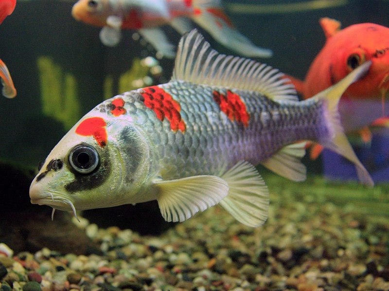 Карась золотой Carassius Carassius