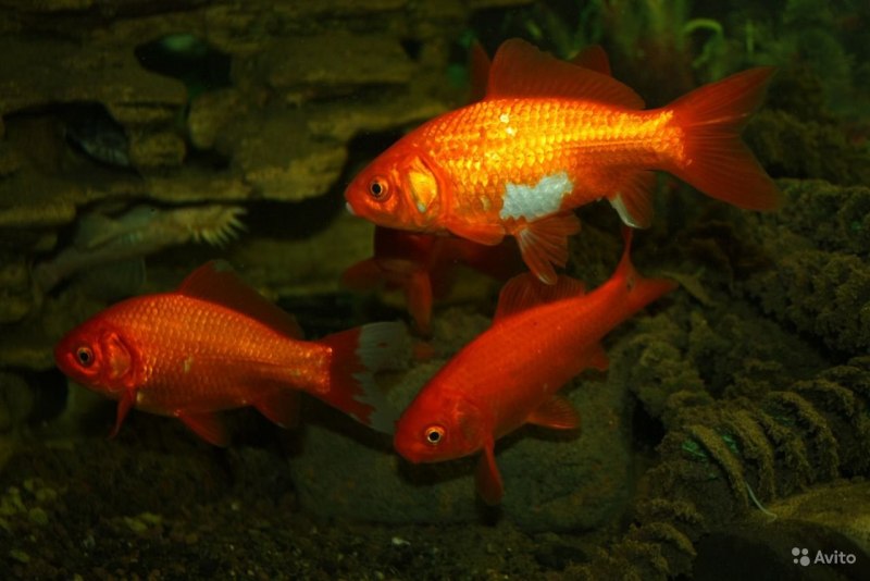 Обыкновенная Золотая рыбка (Carassius auratus)