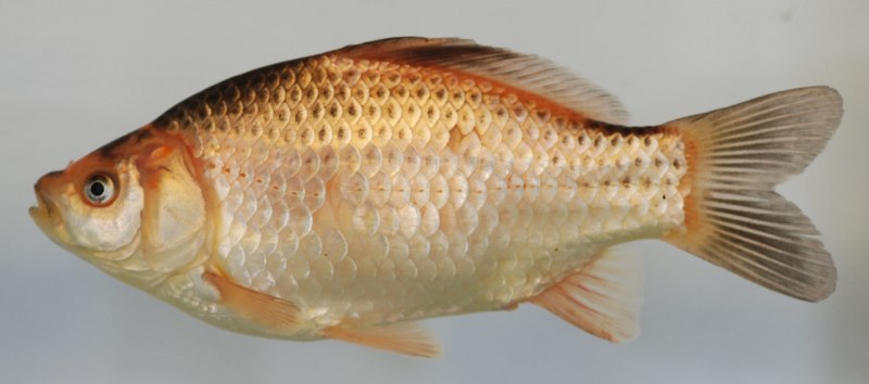 Рыба Комета (Carassius auratus)