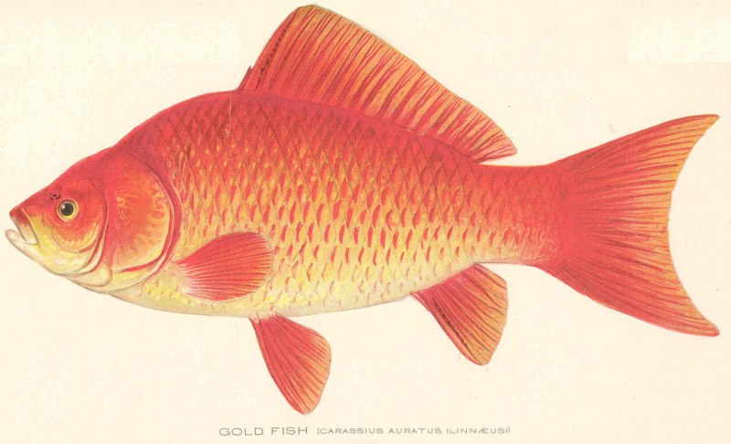 Карась золотой Carassius Carassius