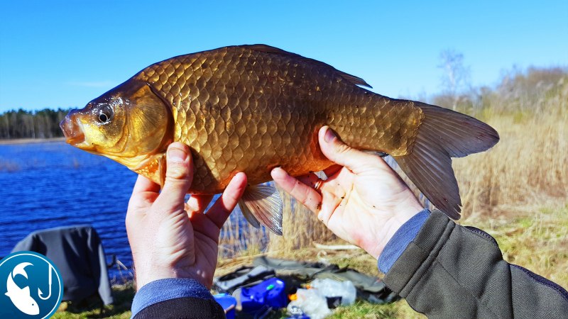 Карась золотой Carassius Carassius