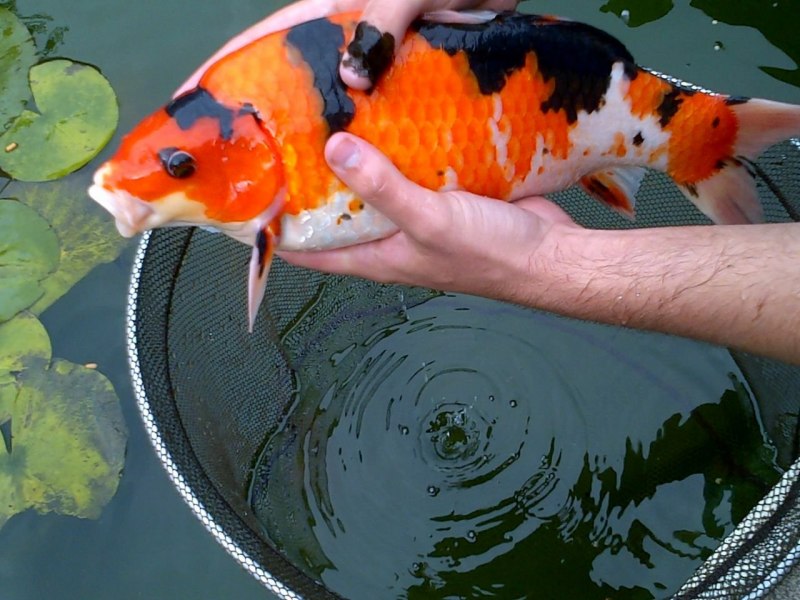 Карпы кои