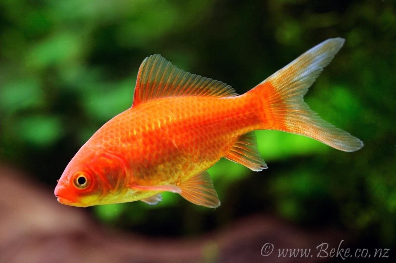 Карась Carassius auratus