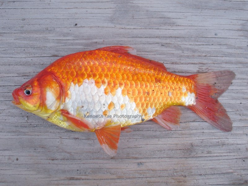Карась золотой Carassius Carassius