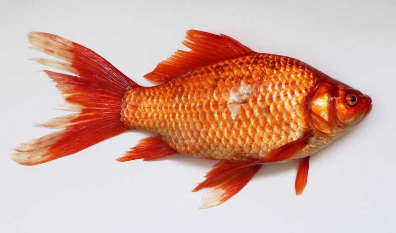 Серебряный карась - Carassius auratus gibelio